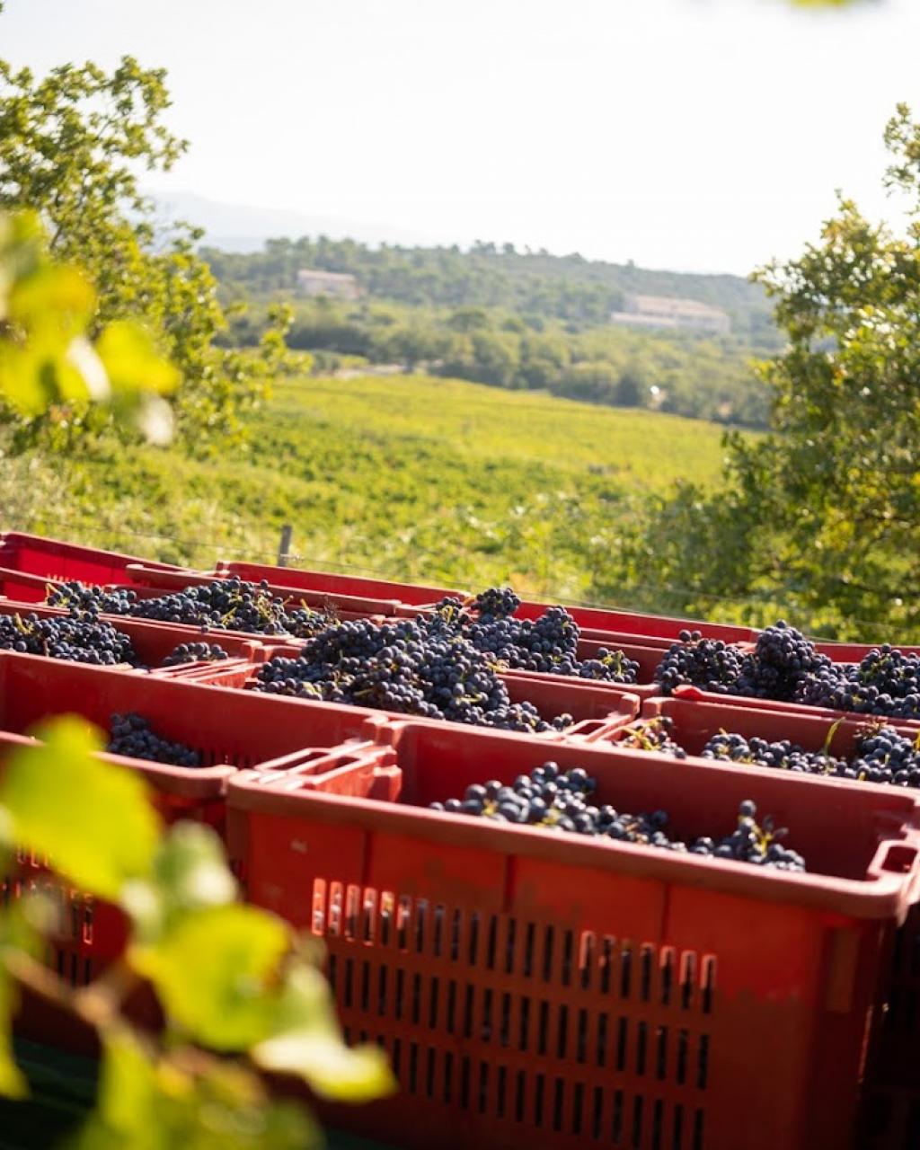 Fête des vendanges et visite guidée | Fascinant week-end