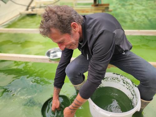 Les pouvoirs de la spiruline