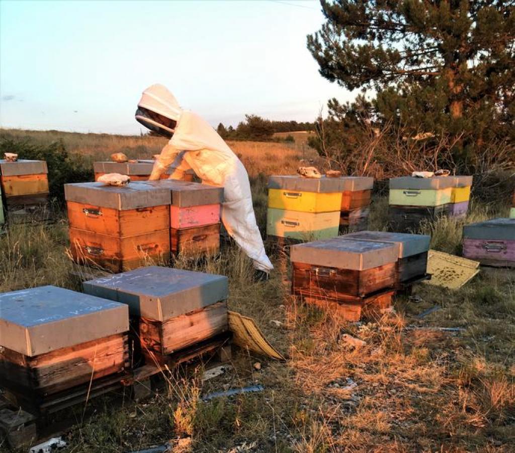 Les ruchers d'Estelle à Rocbaron