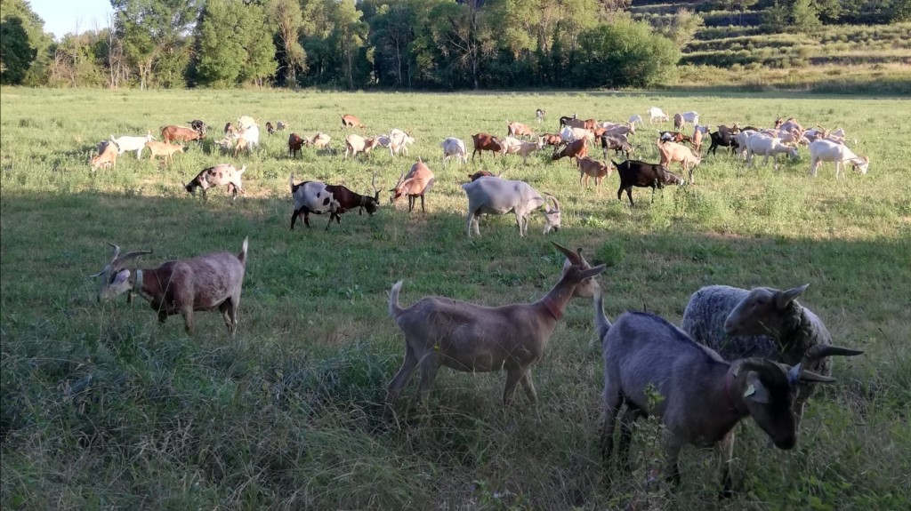 Les chèvres de la cigale à Fox-Amphoux