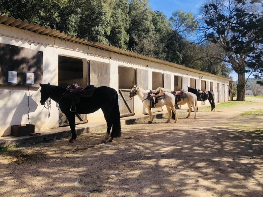 JL Horse - Écurie Pardigon à Entrecasteaux