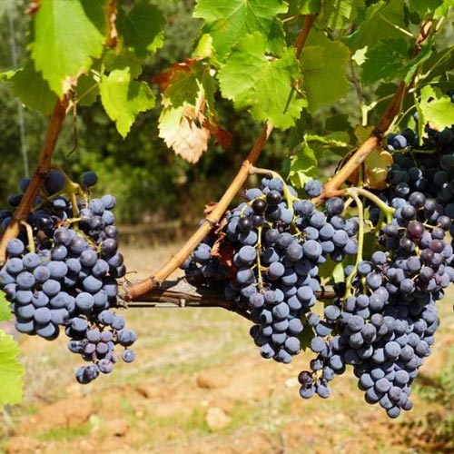 Vins et Terroir : En fauteuil roulant